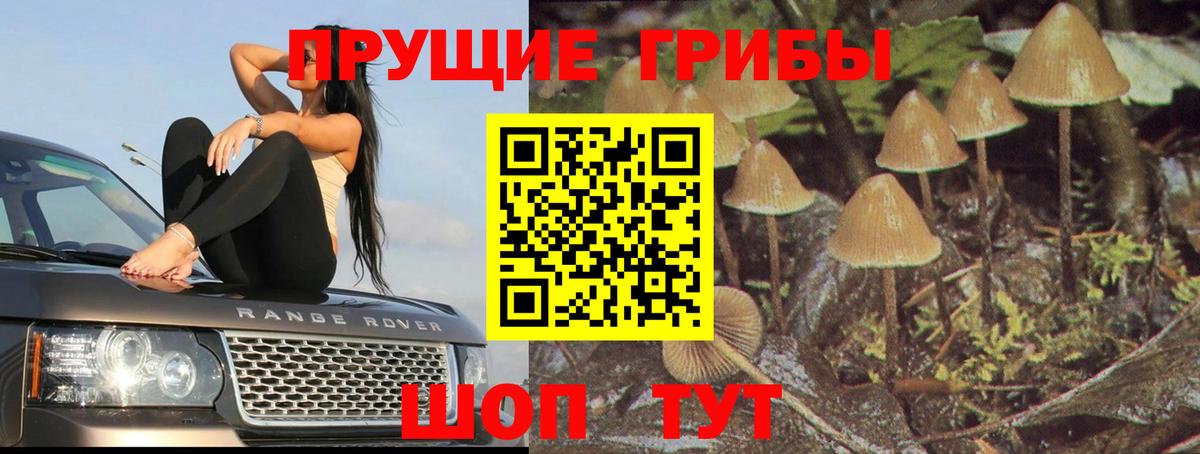 Галлюциногенные грибы Psilocybine cubensis Набережные Челны